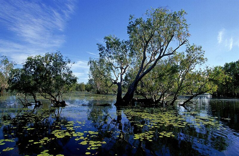 Trees in Flooded Wetland