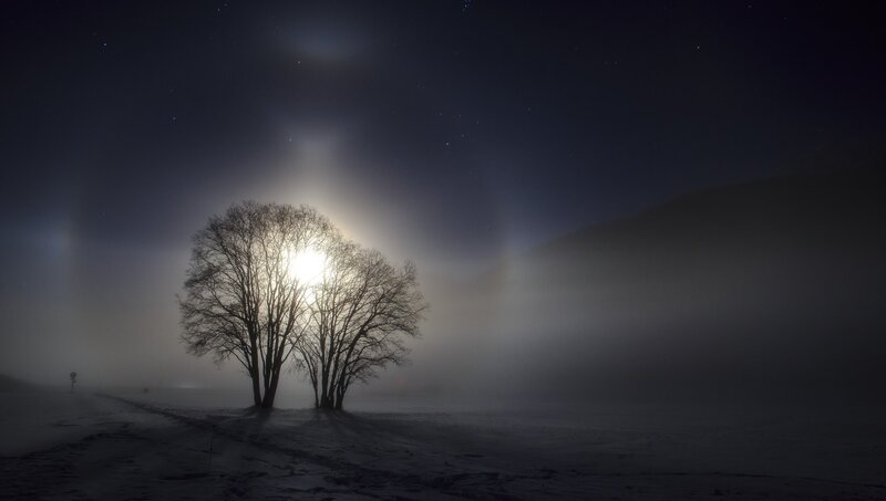 Trees in Fog at Night — Black