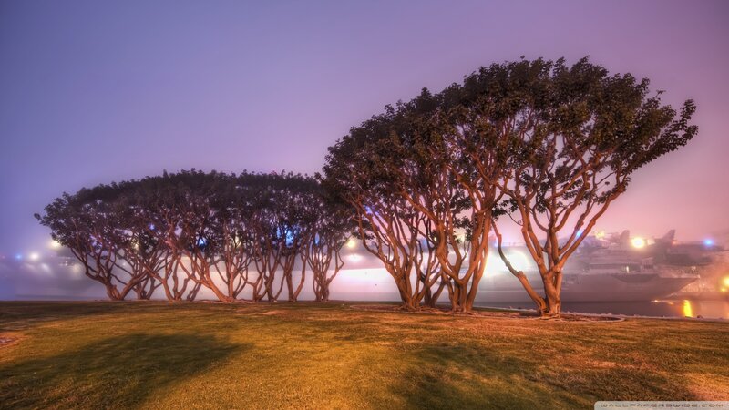 Trees in Fog at Night
