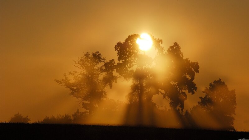 Trees in Fog at Sunrise — Orange, Serene, Photograph, Sun