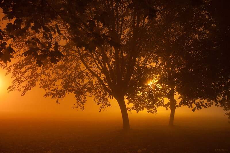Trees in Fog at Sunrise — Orange