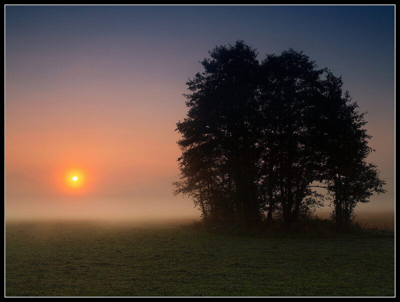 Trees in Fog at Sunrise