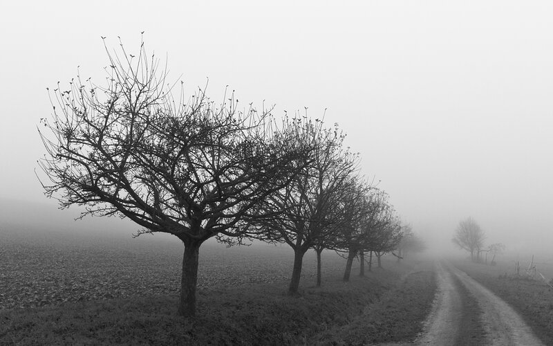 Trees in Fog — Black