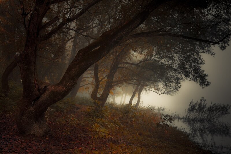 Trees in Fog by River