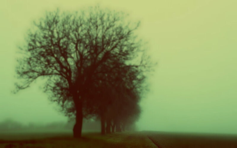 Trees in Fog — Green