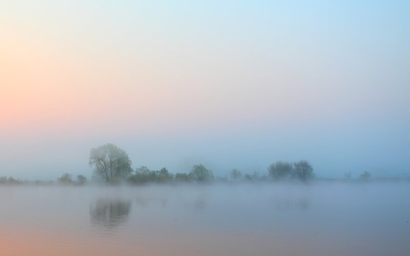 Trees in Fog over Water