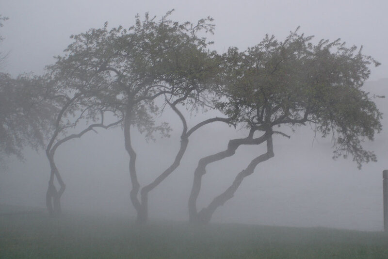 Trees in Fog
