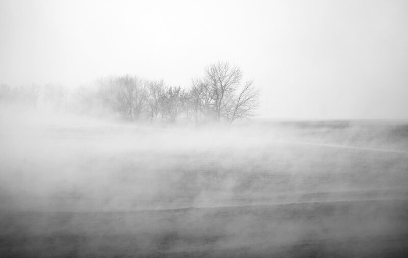 Trees in Foggy Field — Black