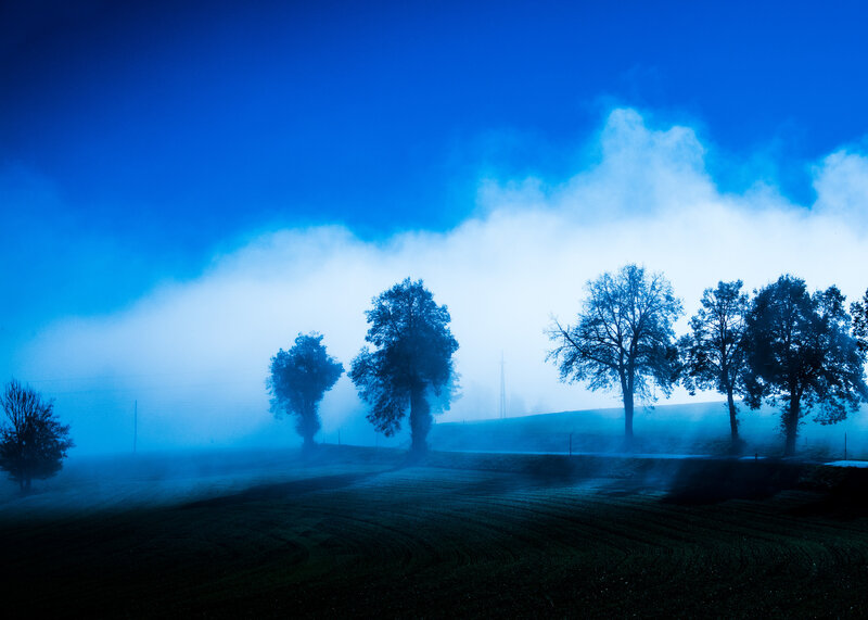 Trees in Foggy Field — Blue, Misty