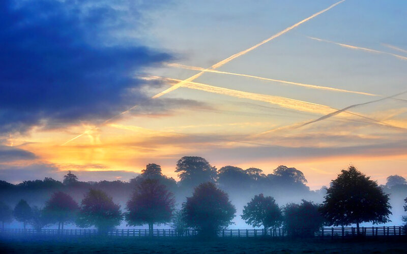 Trees in Foggy Field — Blue