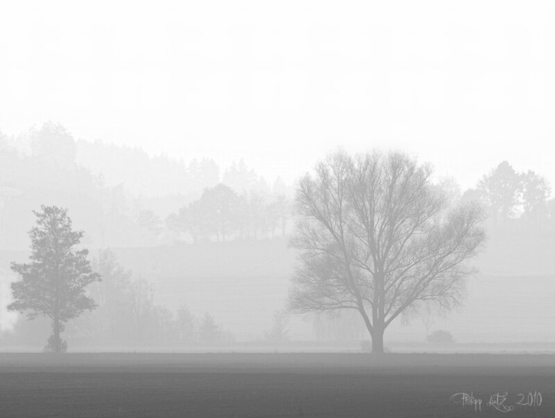 Trees in Foggy Field — Gray, Serene