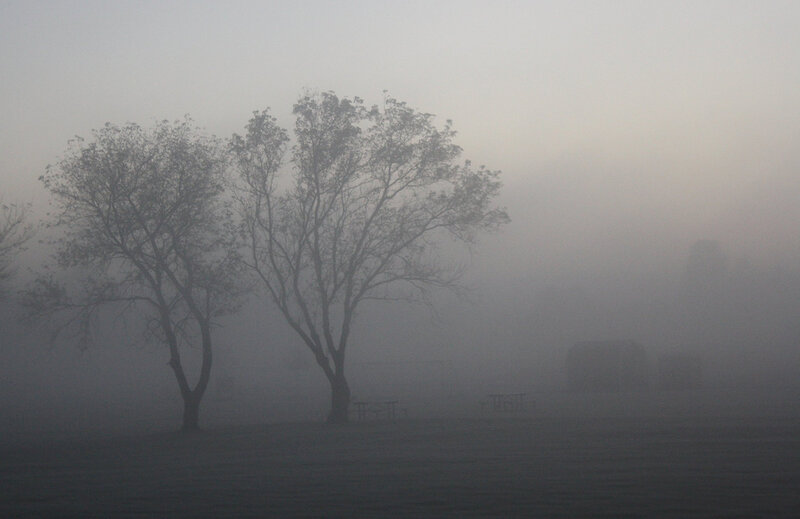 Trees in Foggy Field — Gray