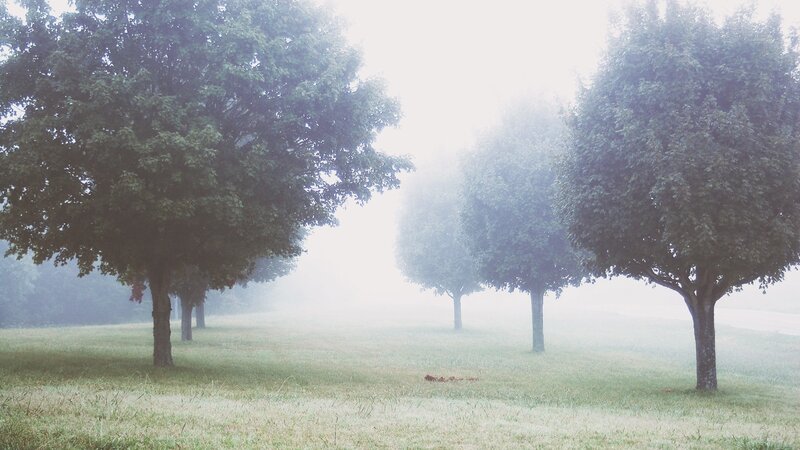 Trees in Foggy Field — Green, Misty, Morning, Photograph, Fog, Grass