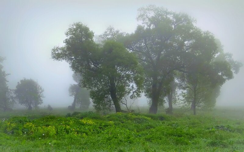 Trees in Foggy Field — Green, Misty, Morning