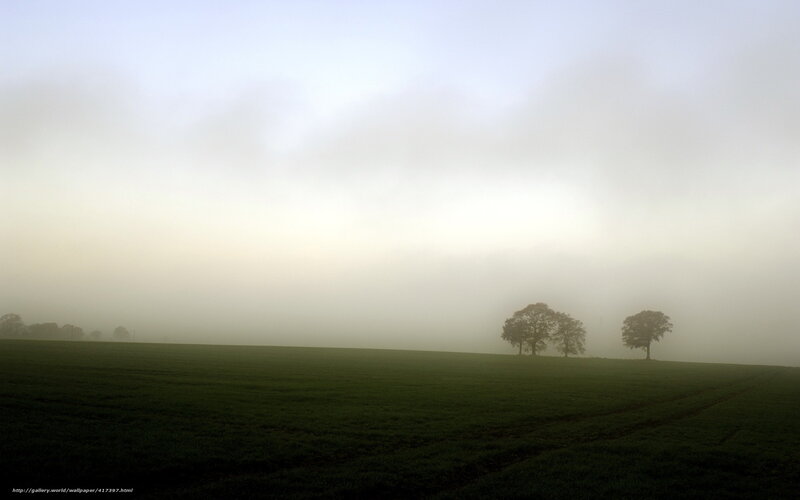Trees in Foggy Field — Green, Misty