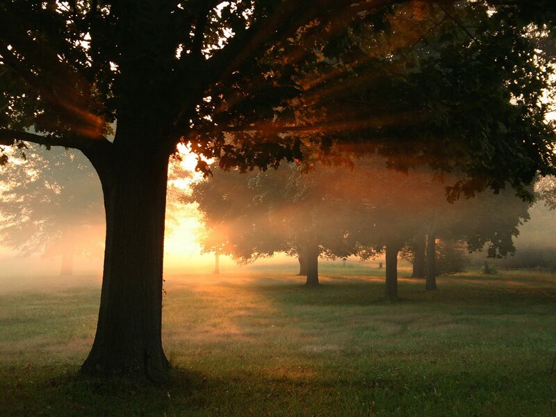 Trees in Foggy Field — Green, Serene, Morning, Photograph, Fog
