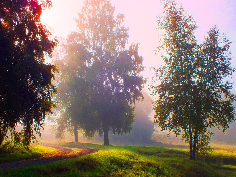 Trees in Foggy Field — Green, Serene, Morning, Photograph