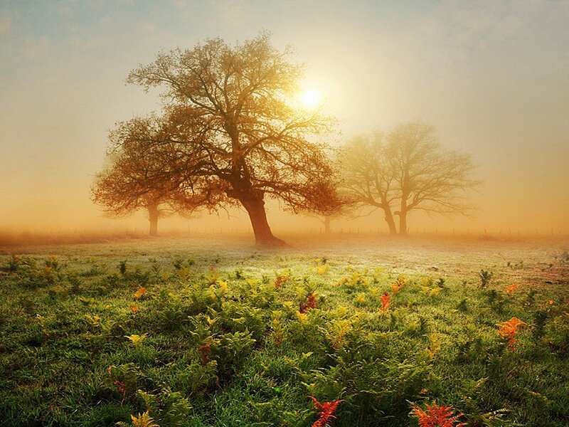 Trees in Foggy Field — Green, Serene, Morning