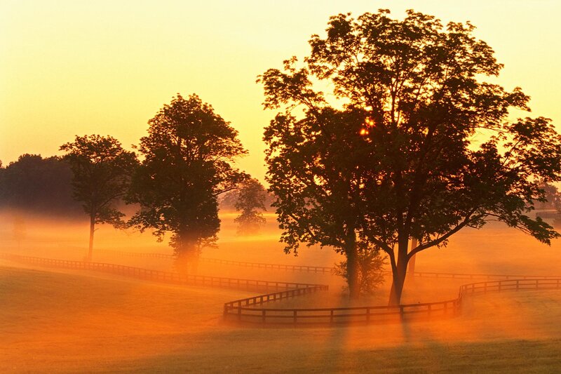 Trees in Foggy Field — Orange, Serene