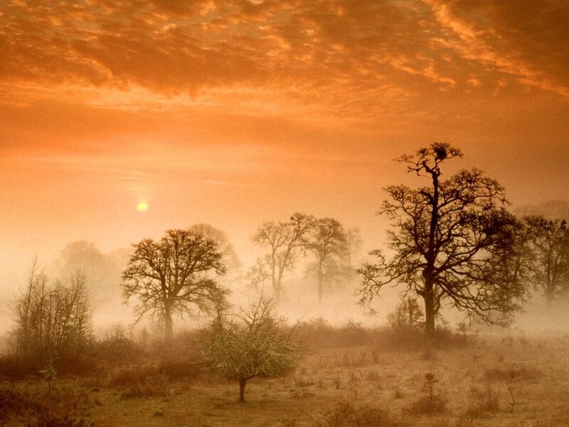 Trees in Foggy Field — Orange