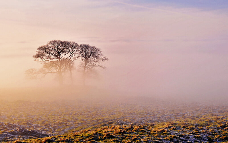 Trees in Foggy Field — Pink