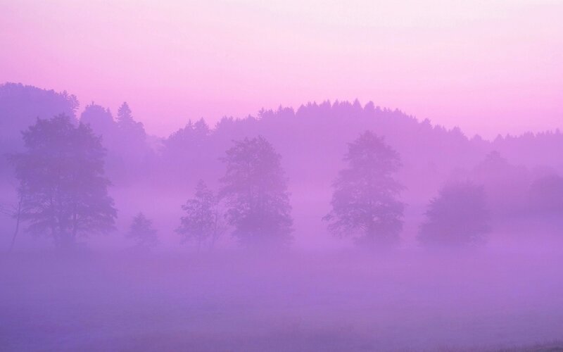 Trees in Foggy Field — Purple, Serene, Morning