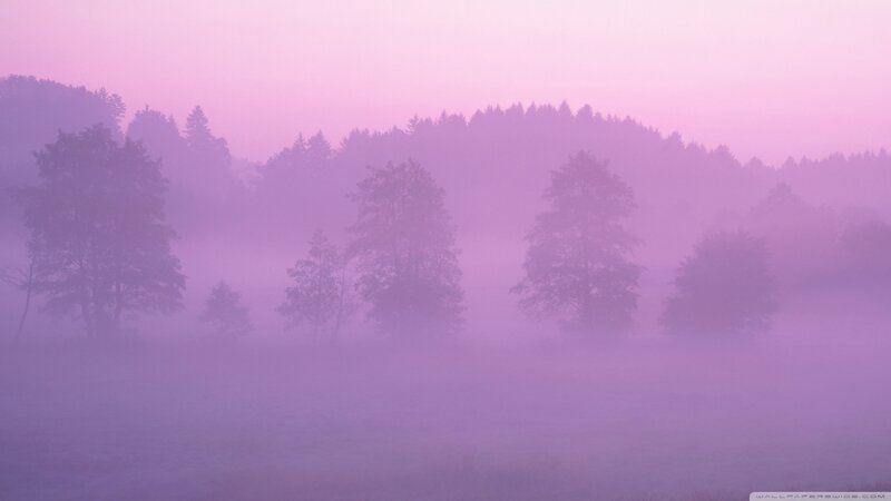 Trees in Foggy Field — Purple, Serene
