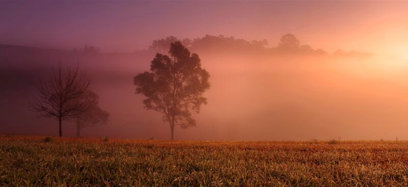 Trees in Foggy Field — Purple