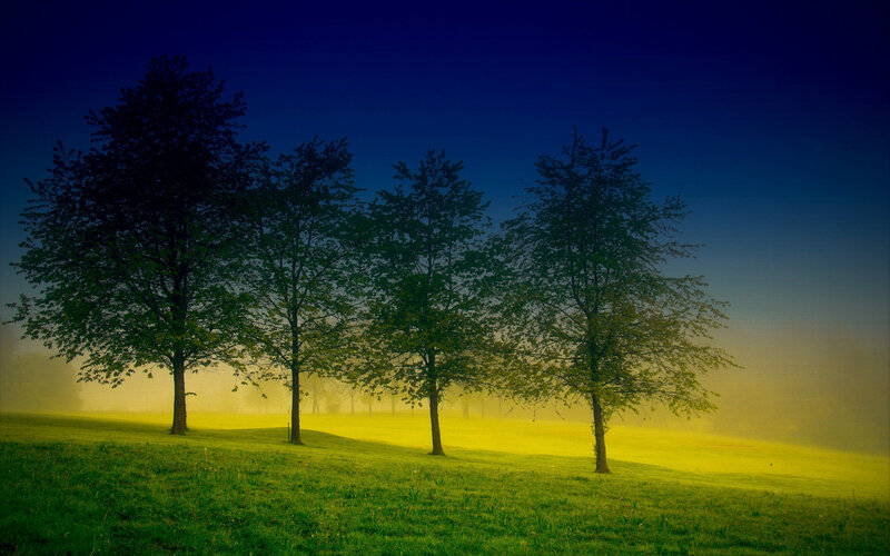 Trees in Foggy Field