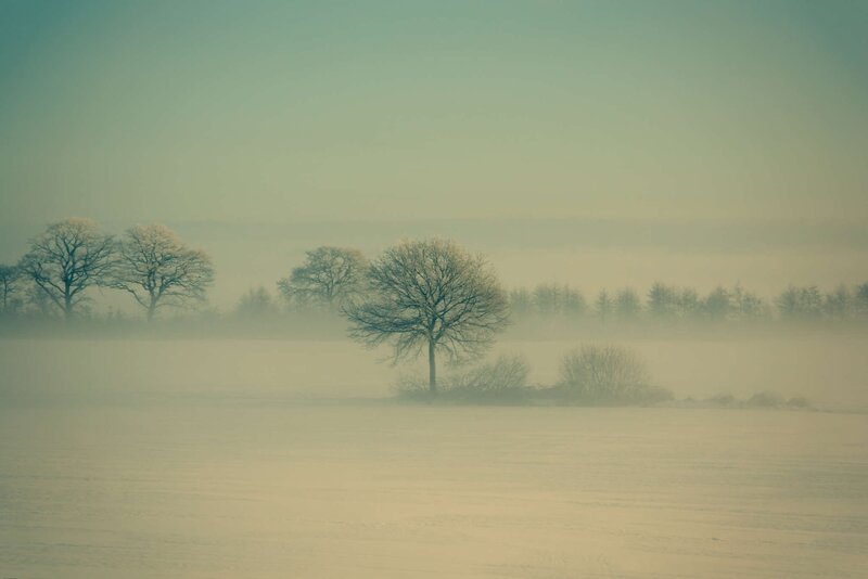 Trees in Foggy Field — White