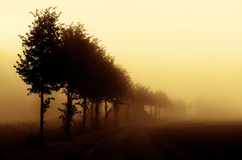 Trees in Foggy Field — Yellow