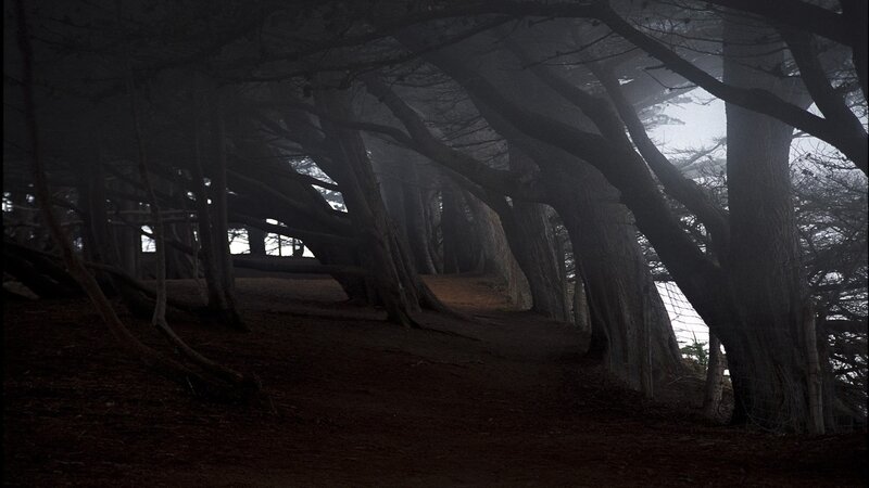 Trees in Foggy Forest — Black, Dark, Night