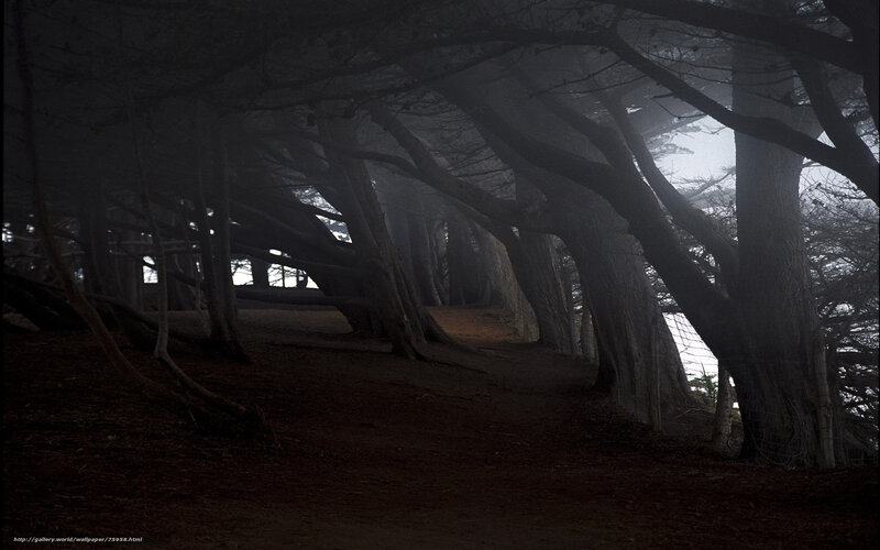 Trees in Foggy Forest — Black, Dark