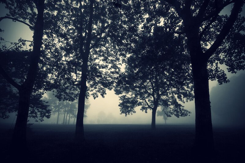 Trees in Foggy Forest — Black, Mysterious