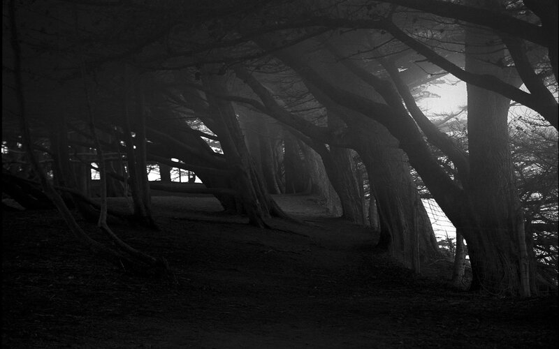 Trees in Foggy Forest — Black