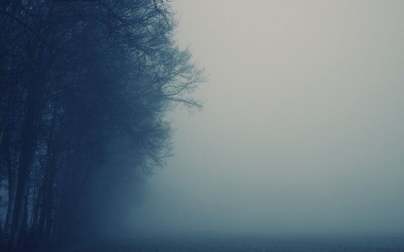 Trees in Foggy Forest — Blue, Misty, Morning, Photograph