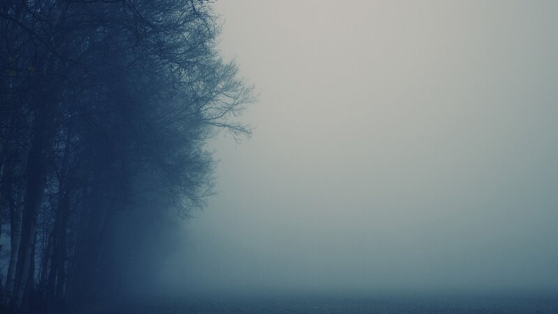 Trees in Foggy Forest — Blue, Misty