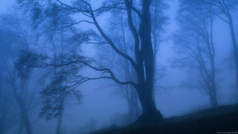 Trees in Foggy Forest — Blue