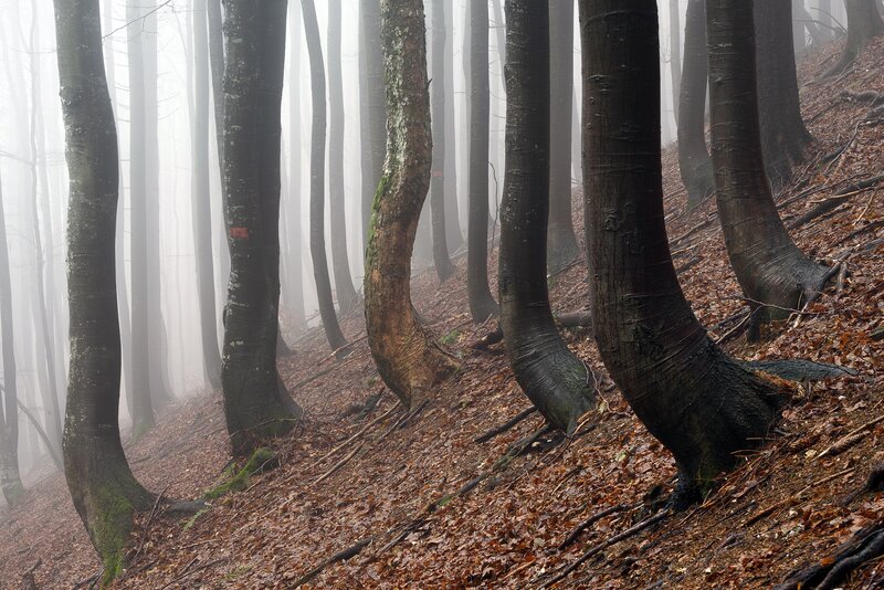 Trees in Foggy Forest — Brown, Misty, Autumn, Photograph