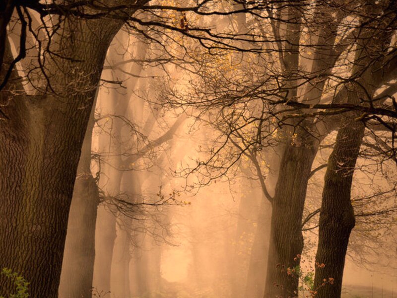 Trees in Foggy Forest — Brown, Misty, Autumn