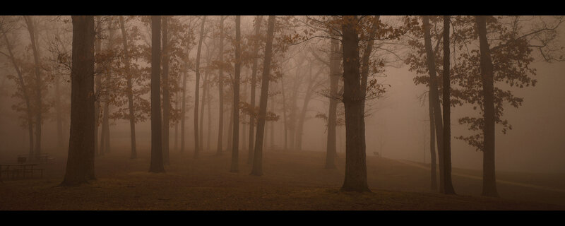 Trees in Foggy Forest — Brown, Misty