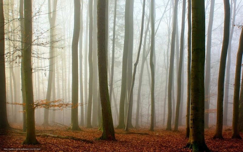 Trees in Foggy Forest — Brown, Serene