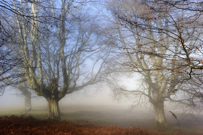 Trees in Foggy Forest — Brown