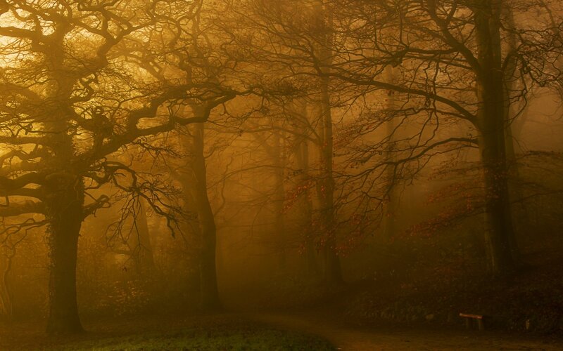 Trees in Foggy Forest — Gold