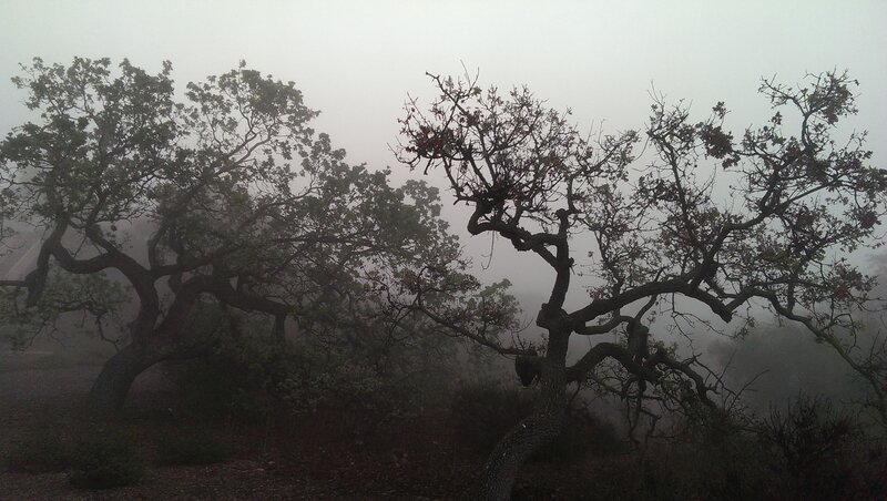 Trees in Foggy Forest — Gray, Misty, Morning, Photograph