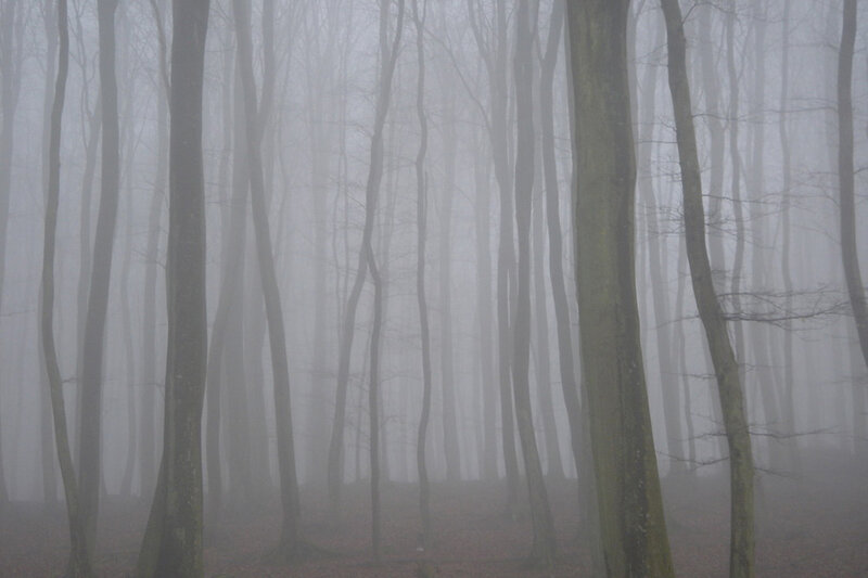 Trees in Foggy Forest — Gray, Misty