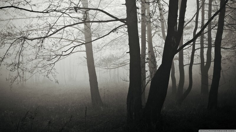 Trees in Foggy Forest — Gray, Mysterious
