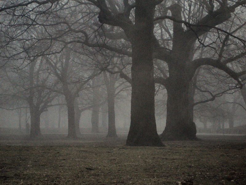 Trees in Foggy Forest — Gray