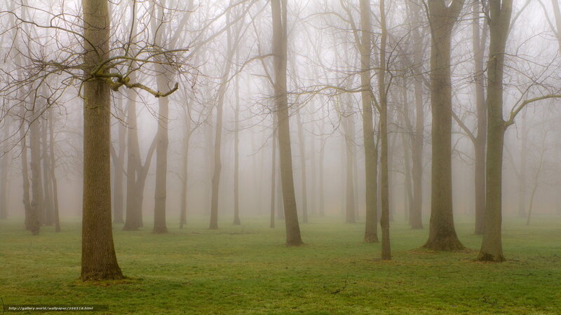 Trees in Foggy Forest — Green, Misty, Morning, Photograph, Fog, Grass, Bare Trees