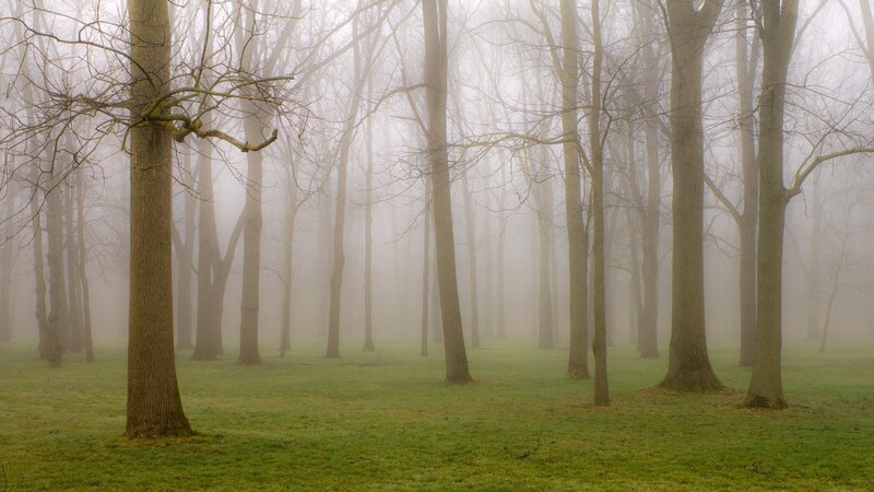 Trees in Foggy Forest — Green, Misty, Morning, Photograph, Fog, Grass, Gray, Brown